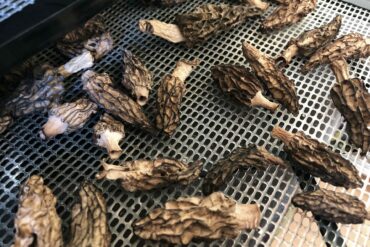 Morels. Credit: Raeanne O’Meara.