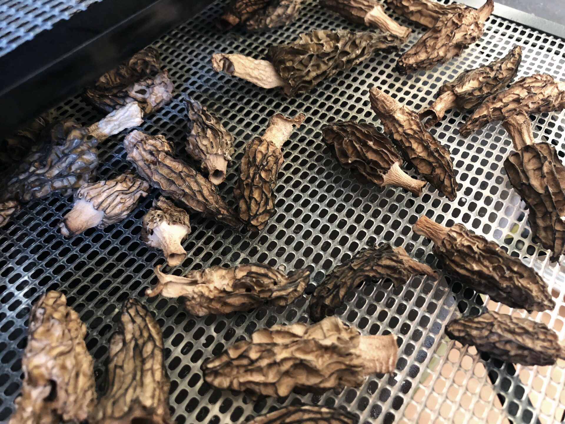 Morels. Credit: Raeanne O’Meara.