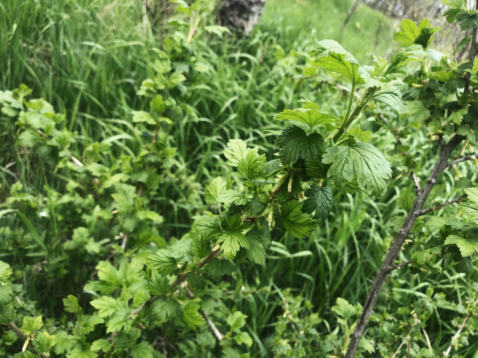 Gooseberry. Credit: Raeanne O’Meara.