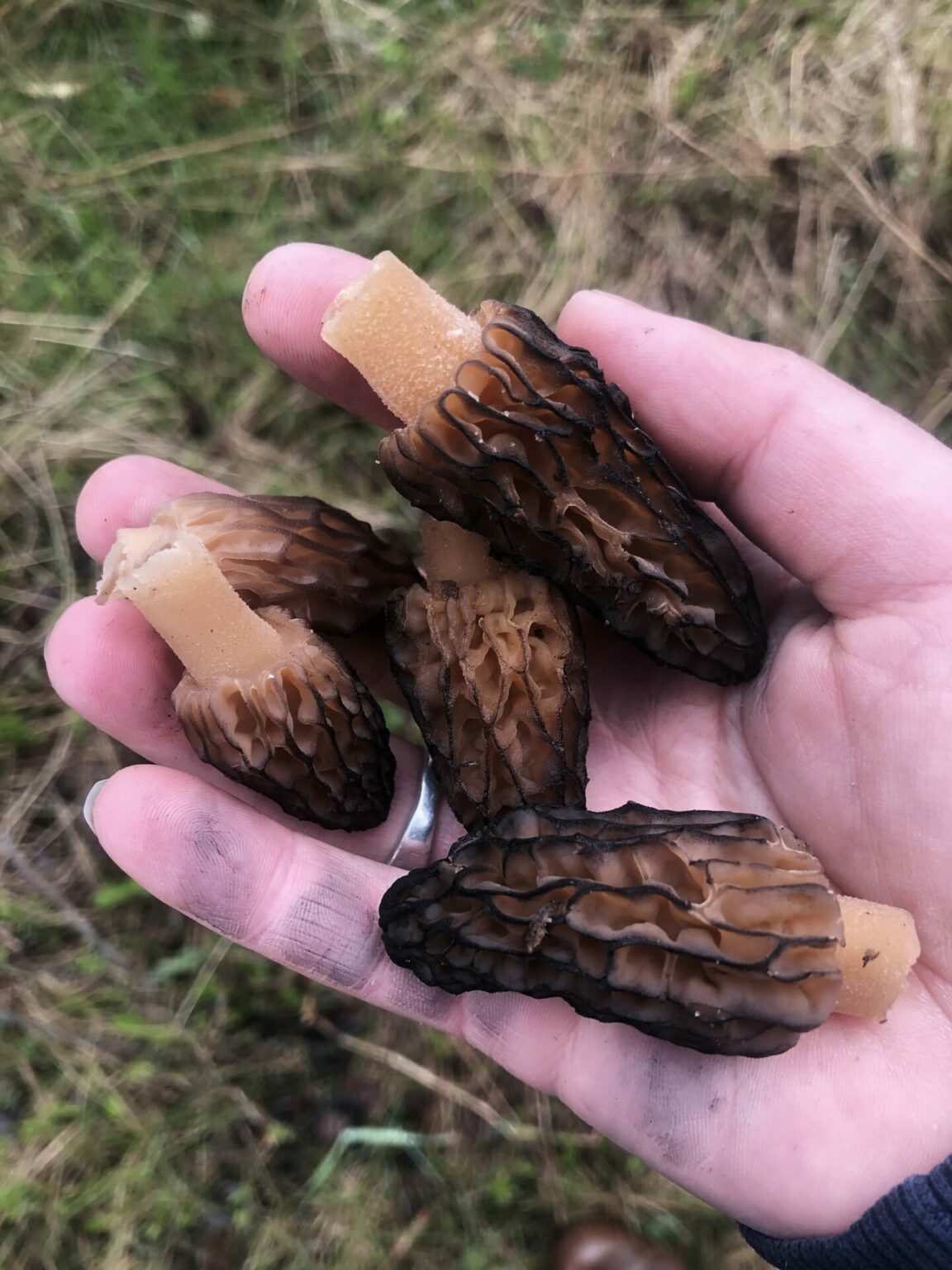 How To Dry Morels • BC Outdoors Magazine