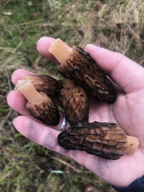 How To Dry Morels • BC Outdoors Magazine