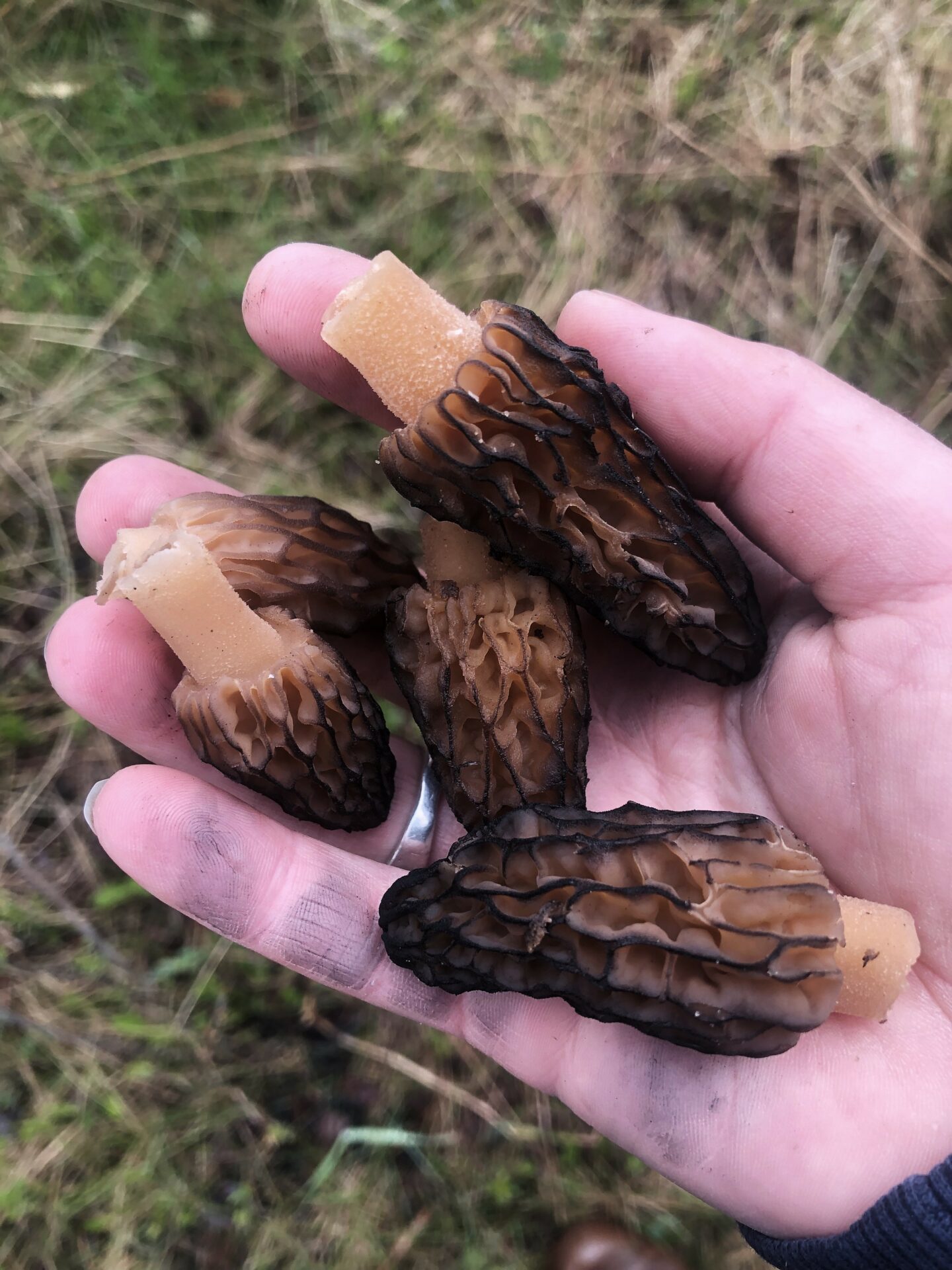 Morels. Credit: Raeanne O’Meara.