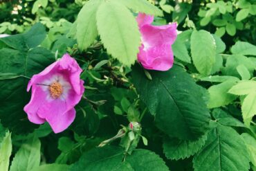 Roses. Credit: Raeanne O’Meara.