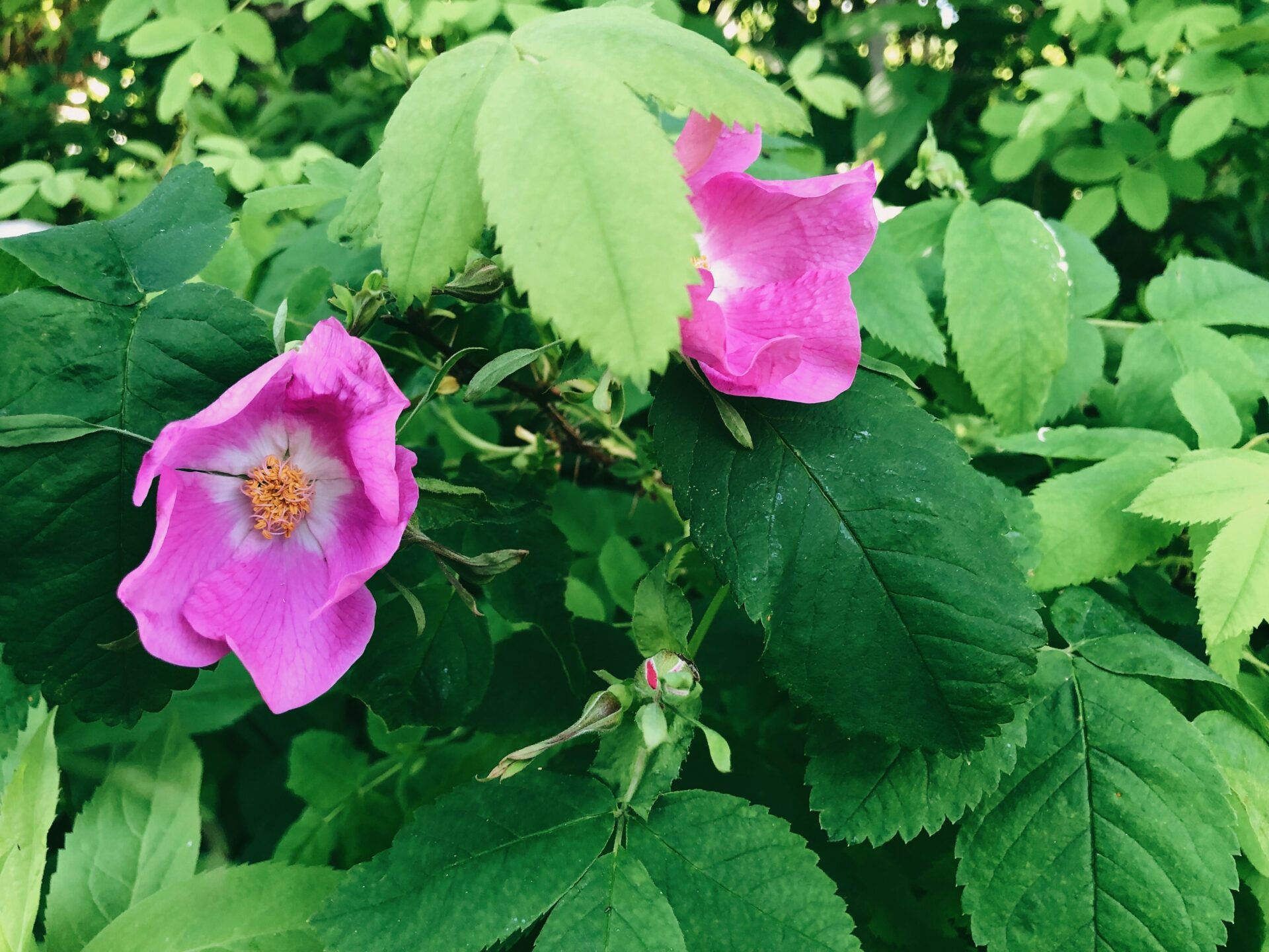Roses. Credit: Raeanne O’Meara.