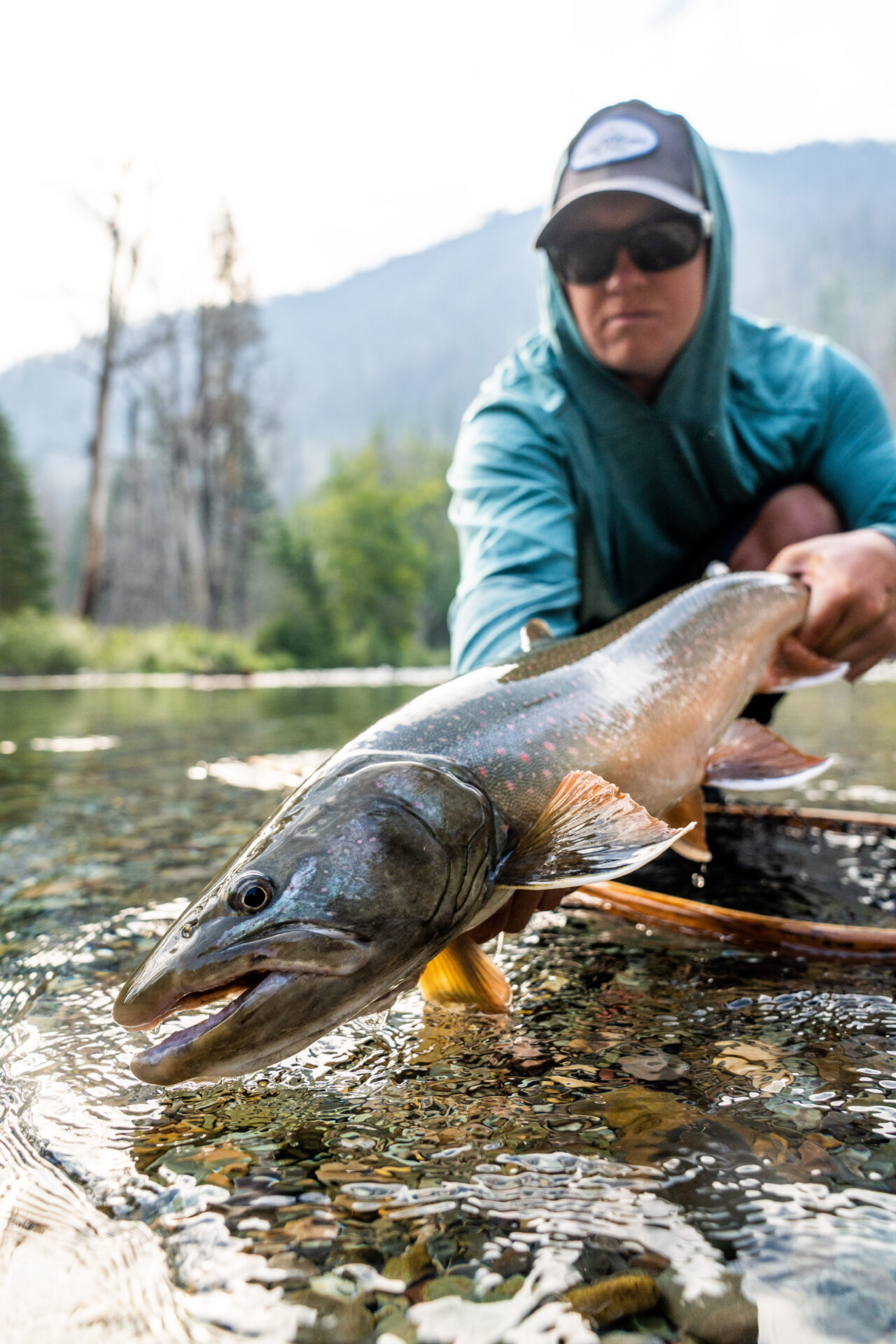 Bull trout. Photo by Chase White.