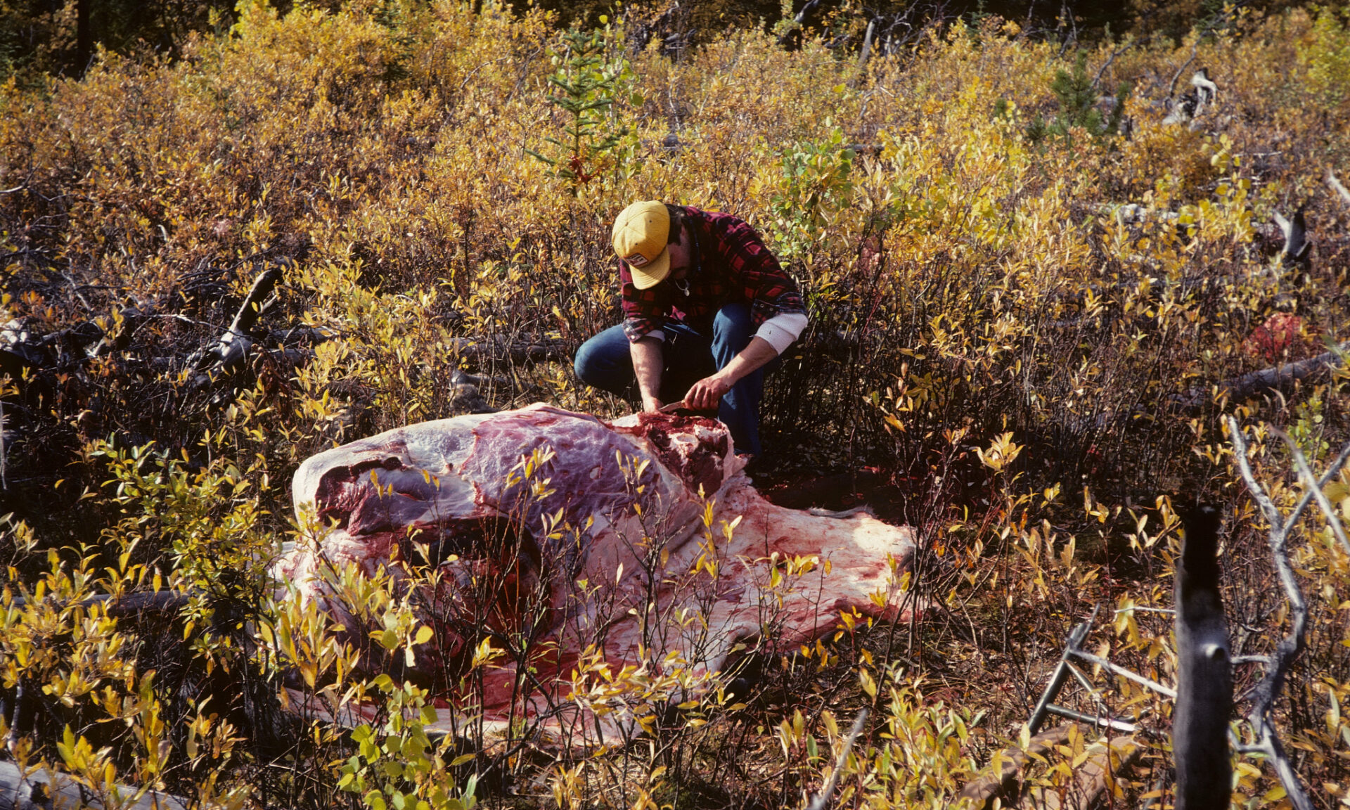 With a quality knife you can field dress, skin and dismantle a moose to packable portions.