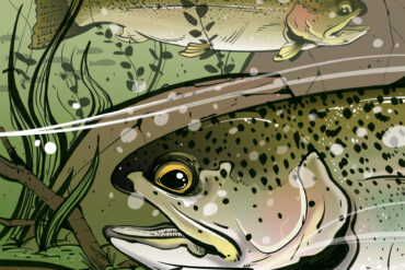 Coastal cutthroat trout. Illustration by Cory Proulx.