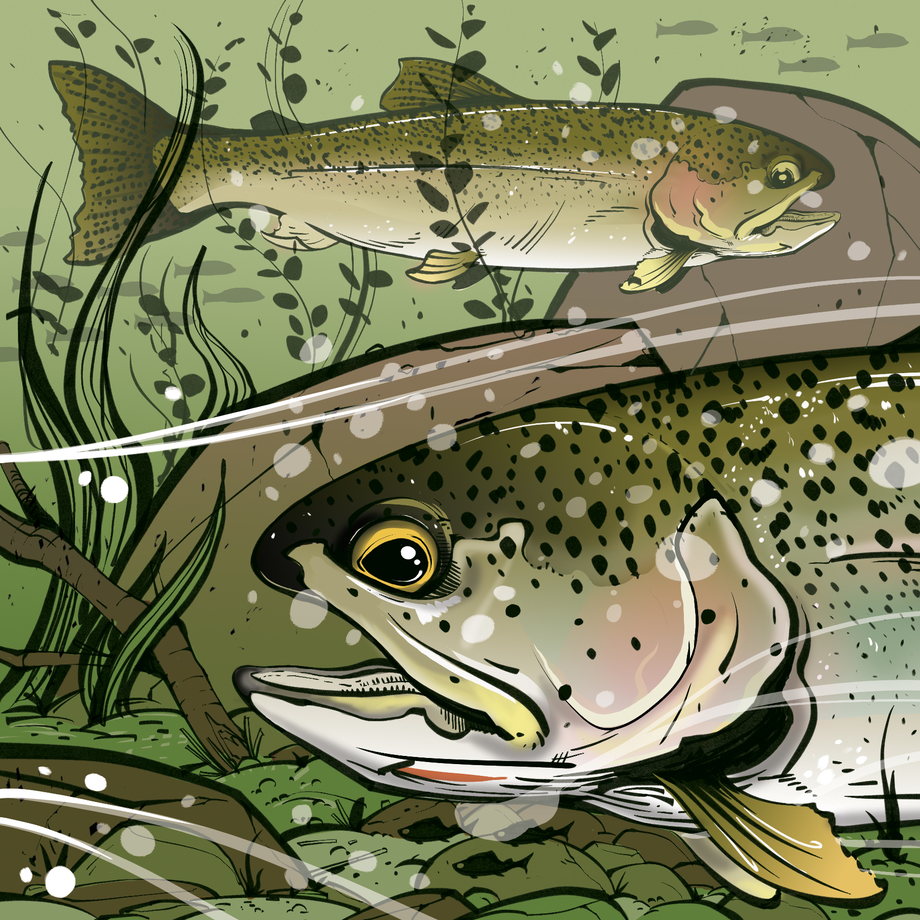 Coastal cutthroat trout. Illustration by Cory Proulx.