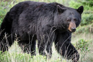 Black bear. Photo by Nick Trehearne.