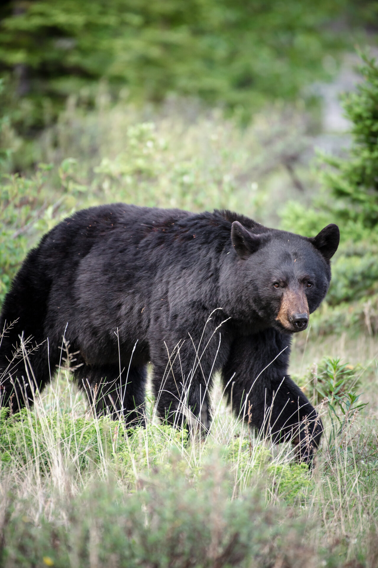 Black bear. Photo by Nick Trehearne.