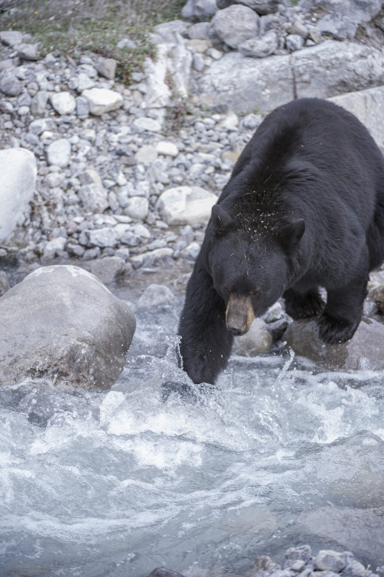 Black bear harvest in the Omineca region has doubled in the last 10 years. Photo by Nick Trehearne.