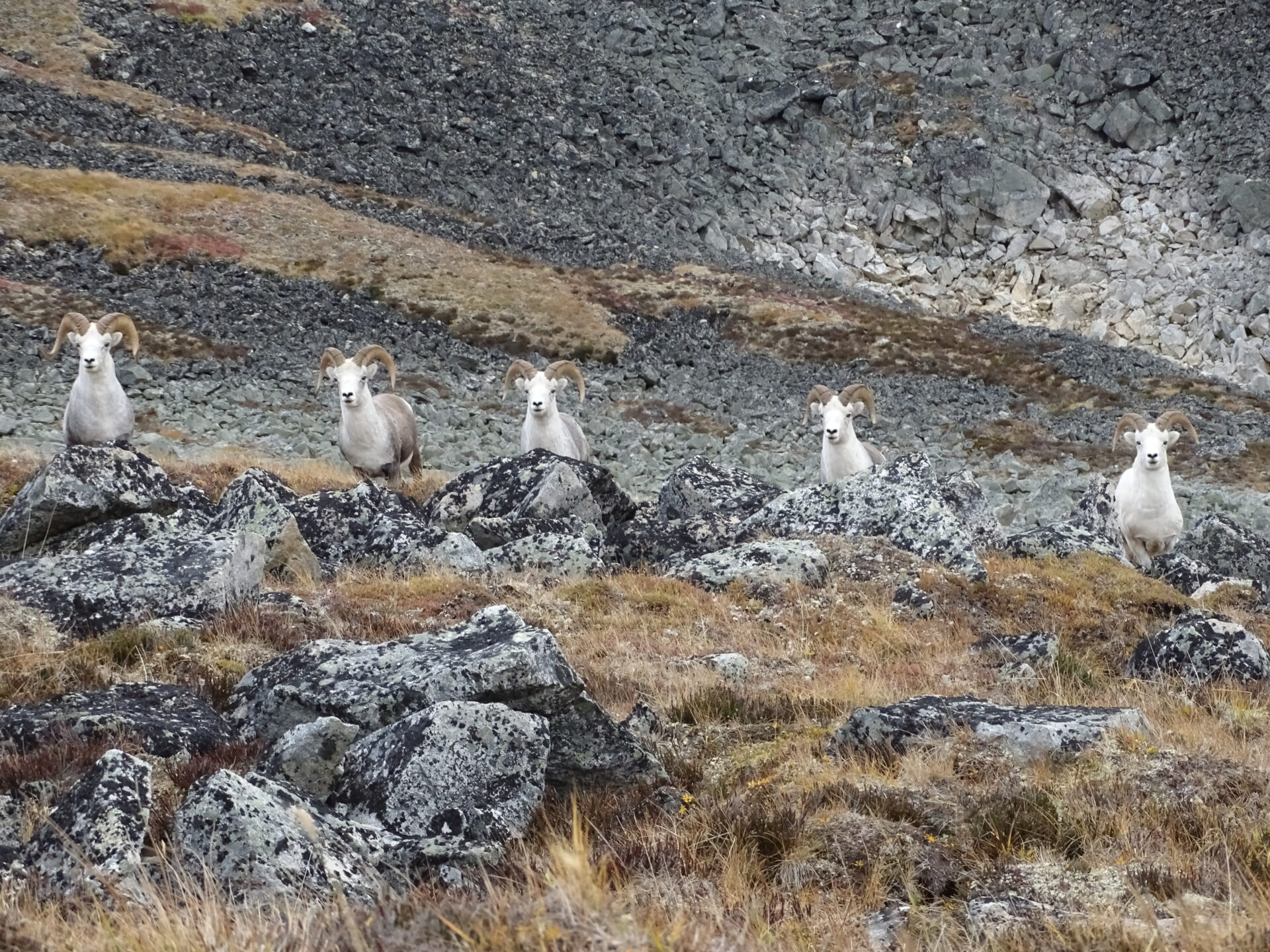 Genetic testing is giving us new insight into Fannin’s sheep. Photo by Jeff Eno.