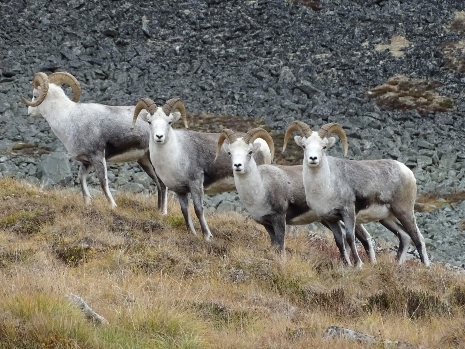 A Sheep of a Different Colour • BC Outdoors Magazine