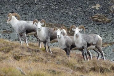 For years, the different coloured coats were a key method to distinguish between the Dall’s and Stone’s sheep subspecies. However, interbreeding has resulted in thinhorn sheep with coat colours that vary from mostly white, through shades of grey to mostly brown and sometimes with piebald patterns across the body, known as Fannin’s sheep. Photo by Jeff Eno.