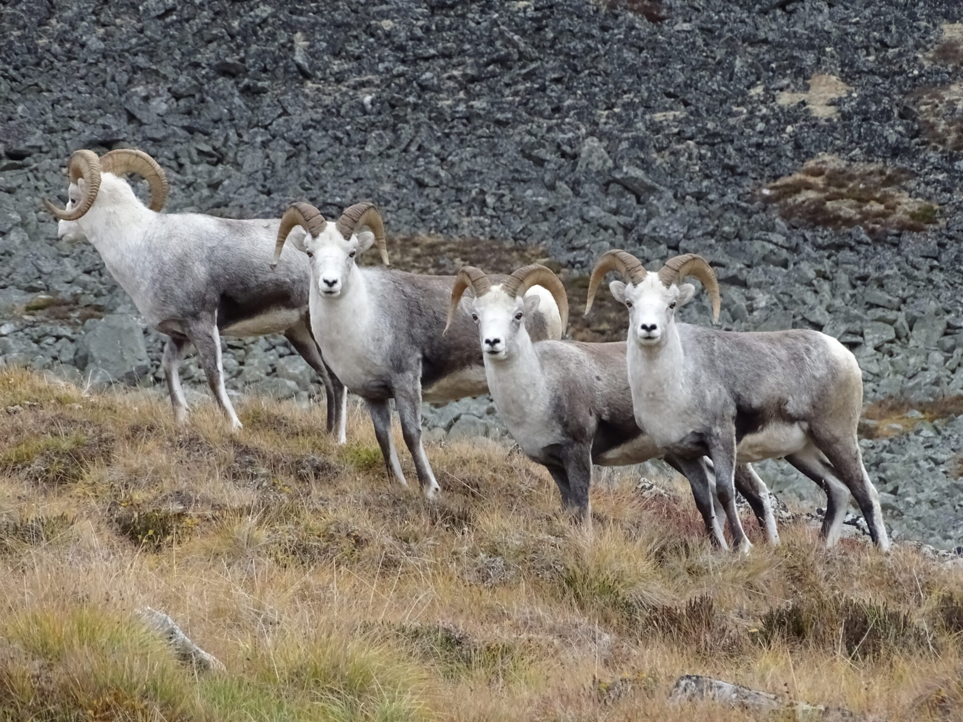 For years, the different coloured coats were a key method to distinguish between the Dall’s and Stone’s sheep subspecies. However, interbreeding has resulted in thinhorn sheep with coat colours that vary from mostly white, through shades of grey to mostly brown and sometimes with piebald patterns across the body, known as Fannin’s sheep. Photo by Jeff Eno.