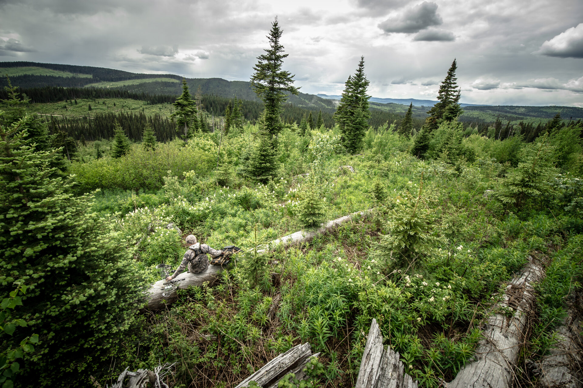 The trick to finding bears in the spring is to find the areas that green up first. Photo by Nick Trehearne.