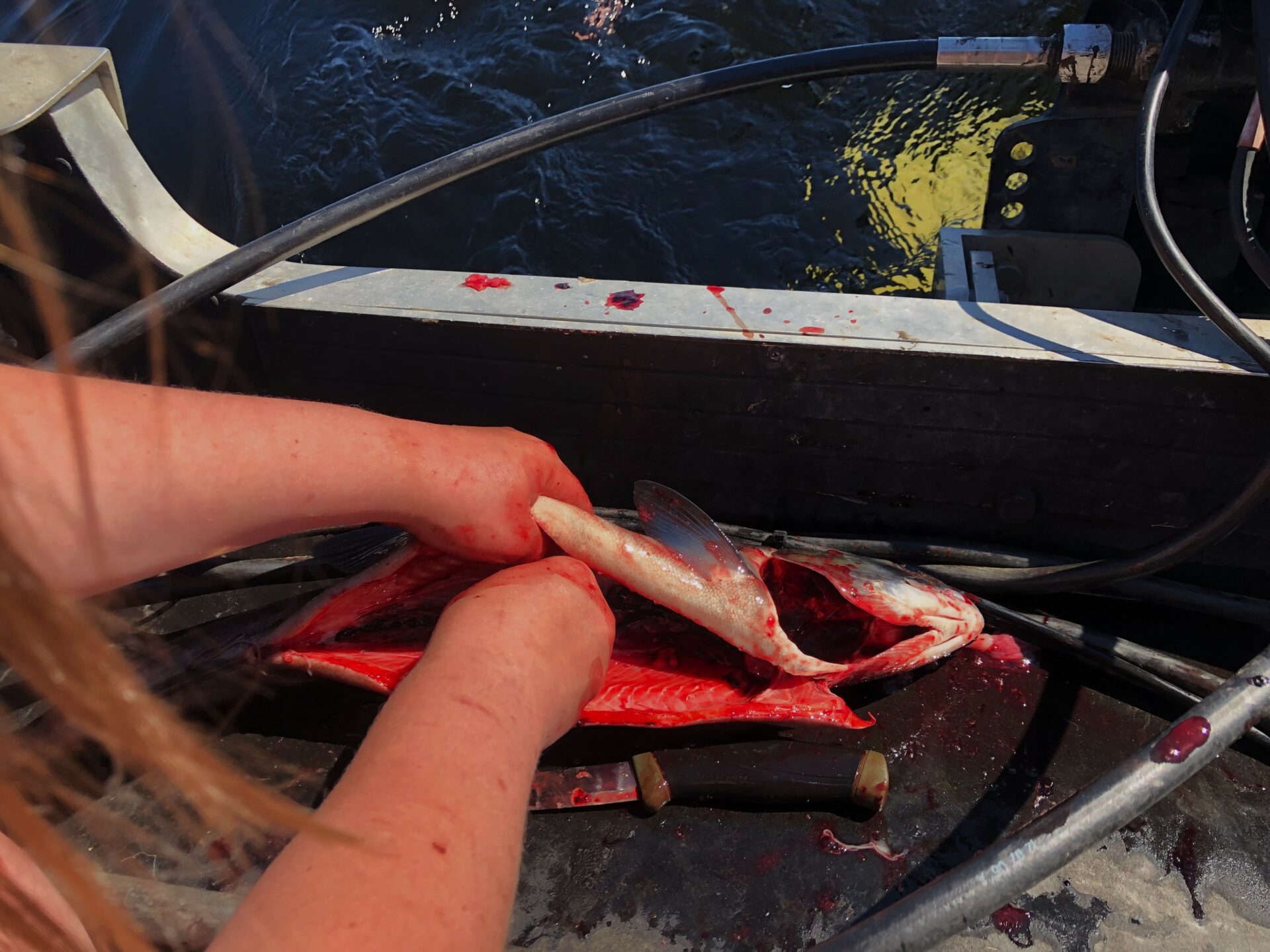 Fishing For Sockeye Salmon On Babine Lake. Credit: Raeanne O’Meara.