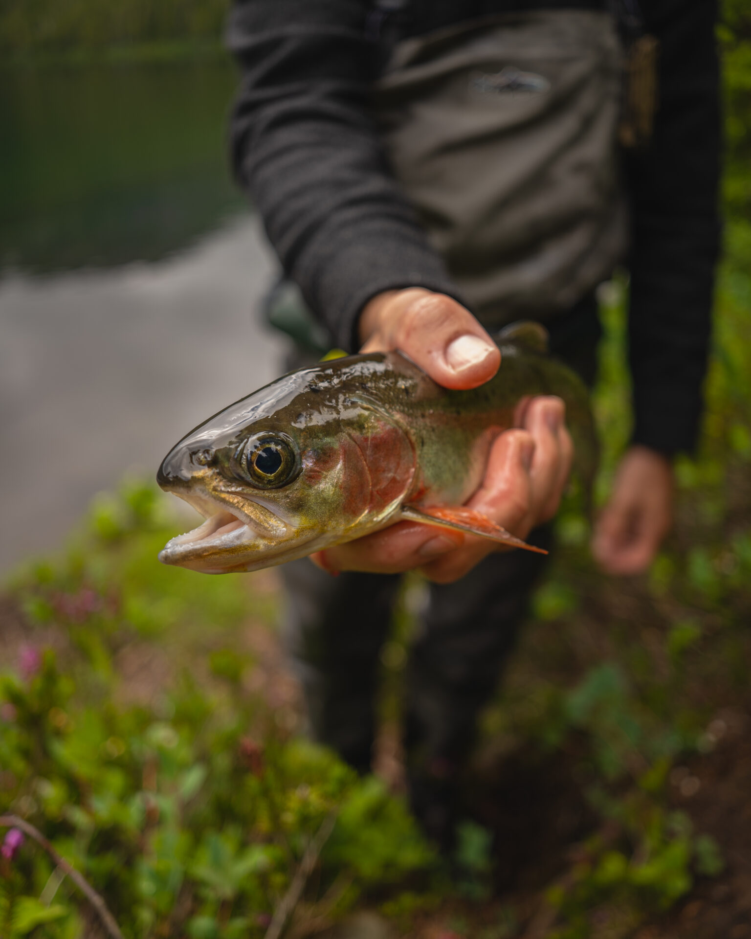 Rainbow trout. Photo by Maddie Cosco.