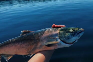 Fishing For Sockeye Salmon On Babine Lake. Credit: Raeanne O’Meara.