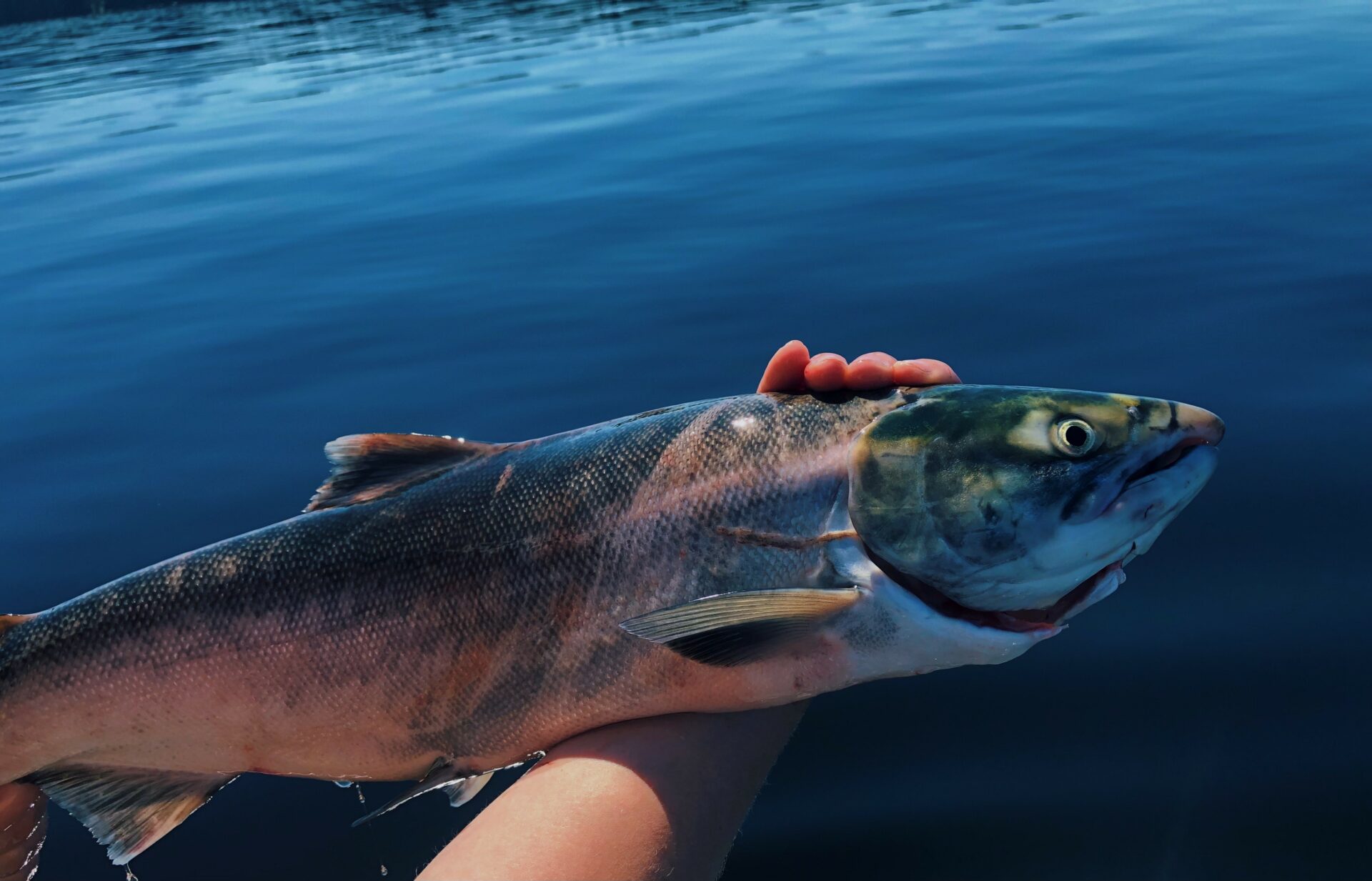 Fishing For Sockeye Salmon On Babine Lake. Credit: Raeanne O’Meara.