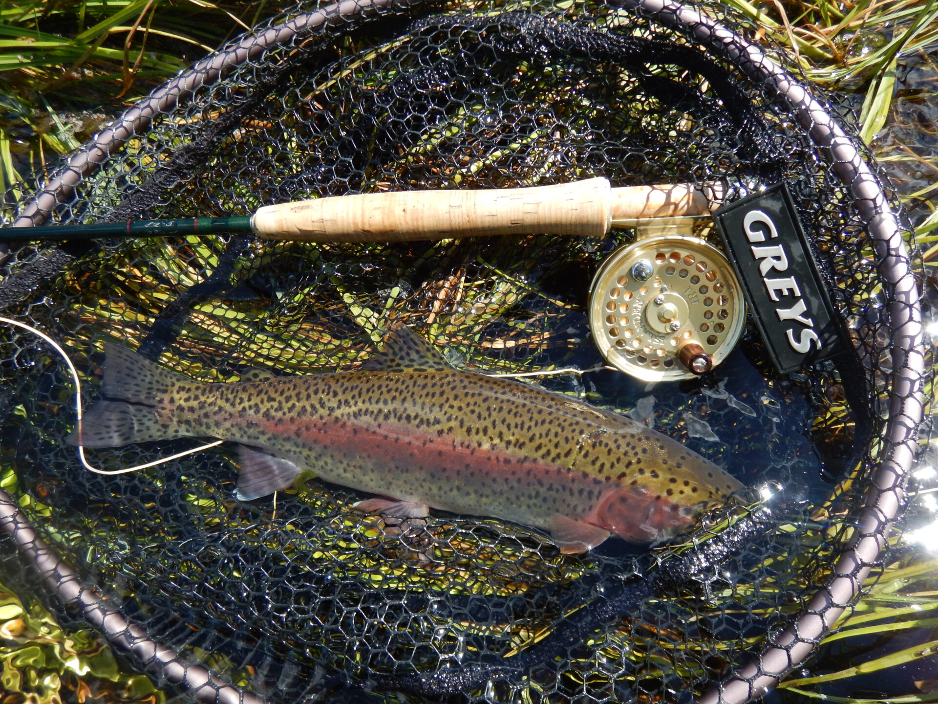 Success! A trout caught on a dry fly.