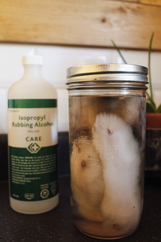 How To Preserve A Lucky Rabbit’s Foot • BC Outdoors Magazine