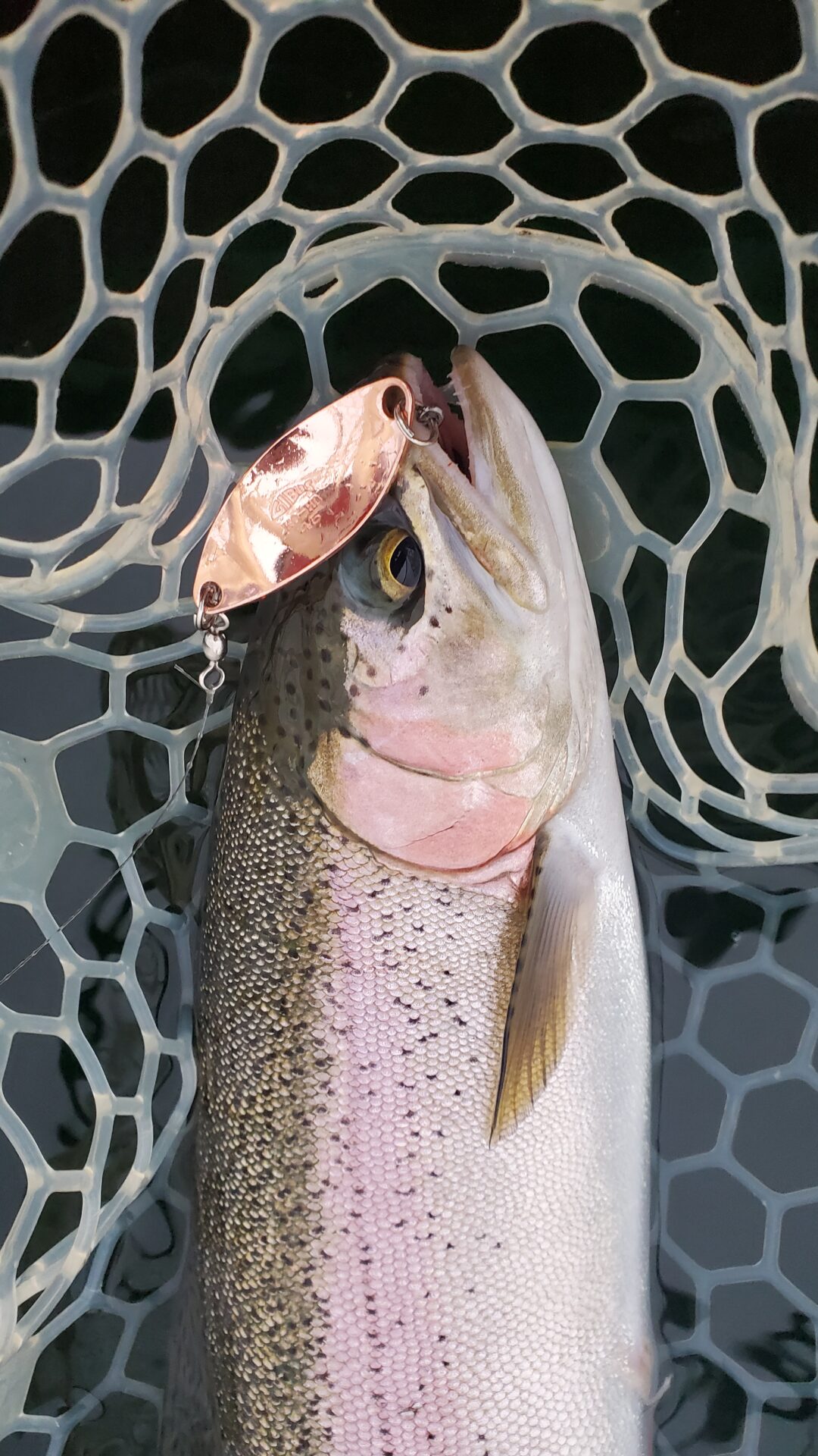 Copper spoons with a bright red stripe seem to attract the most fish. The copper has just enough flash to attract fish in.