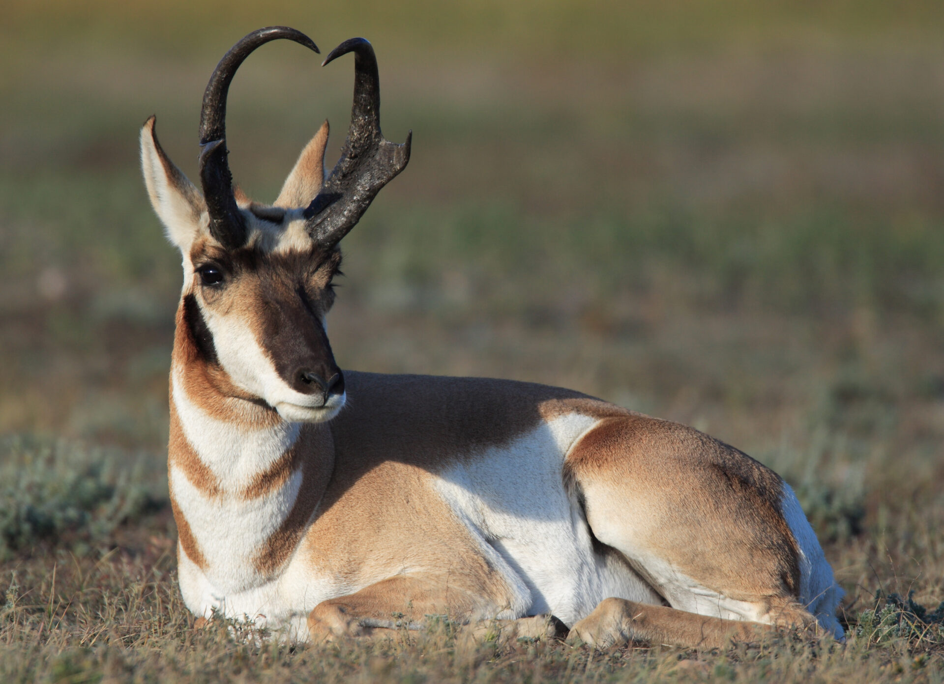 When looking for a quality antelope buck, there are a few ways to guesstimate horn length. Make sure you’re using a spotting scope and take your time to ensure this is the buck of your dreams. Photo by iStock.