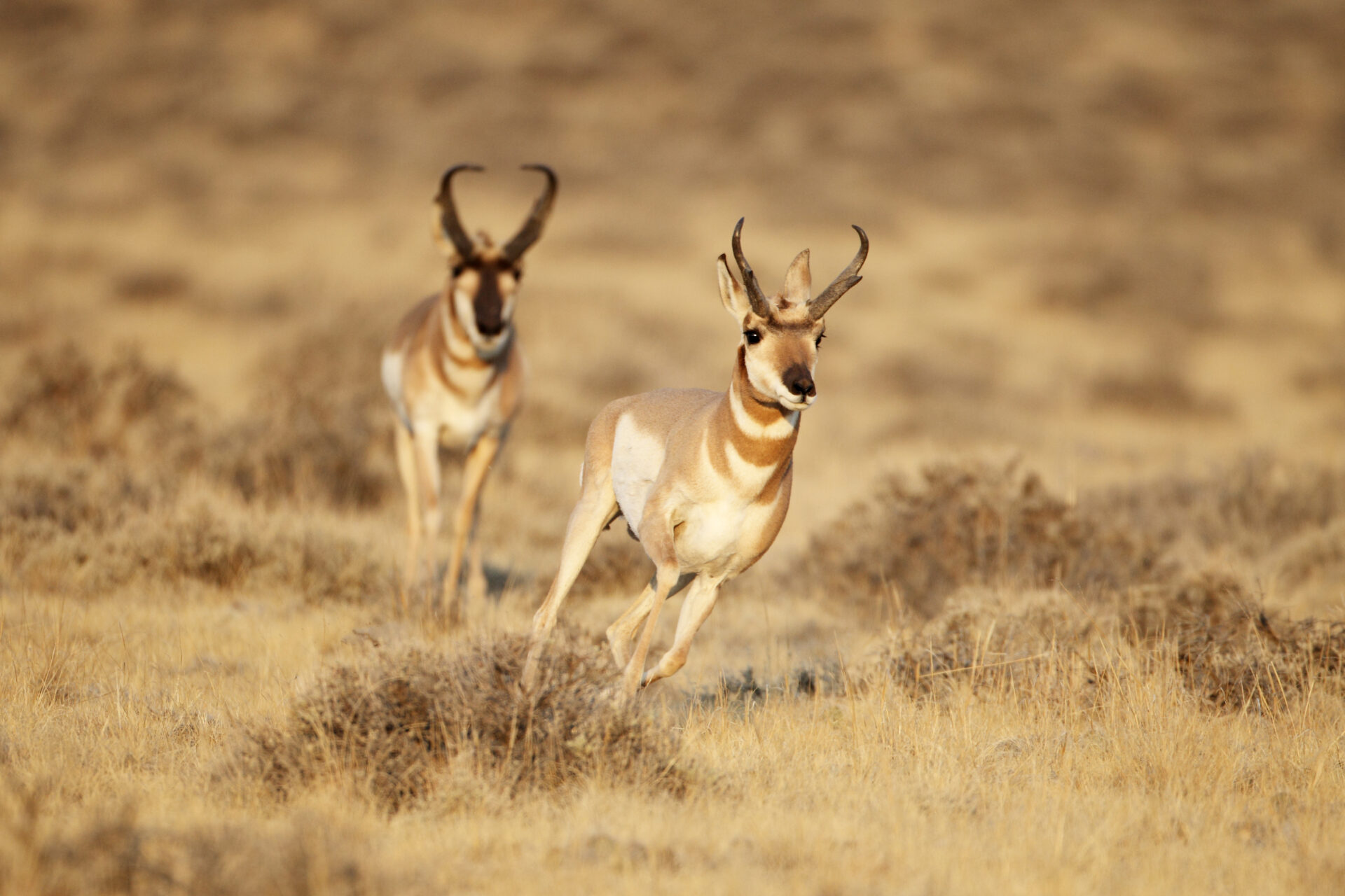 Male Adult Pronghorn chasing another in Cody Wyoming.