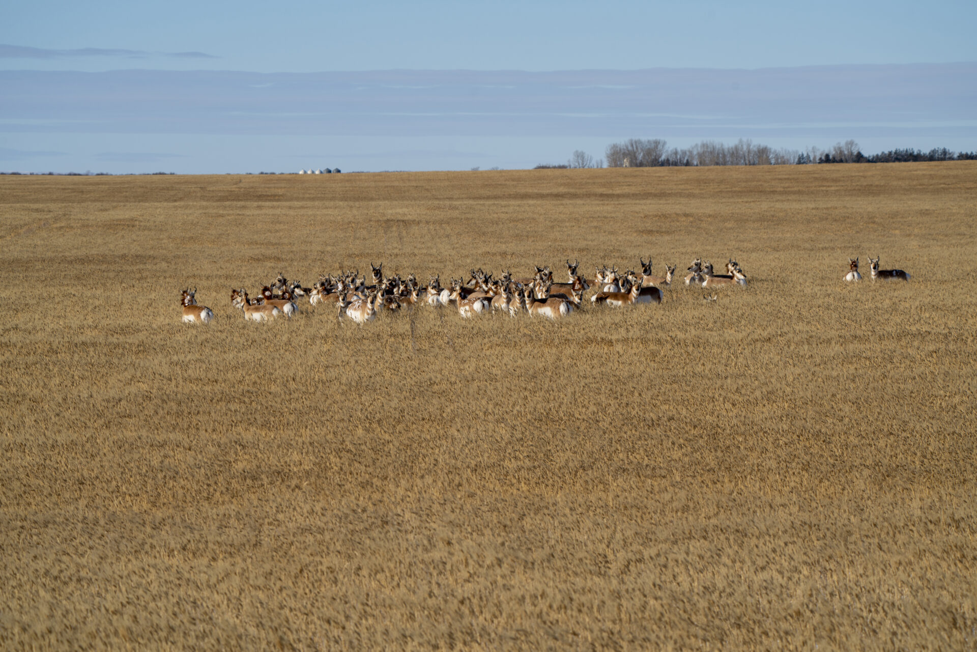 If you hunt in high-density areas, seeing more than 100 antelope a day is standard fare. Photo by iStock.