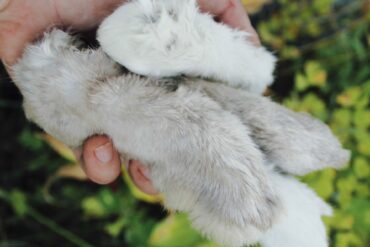 How To Preserve A Lucky Rabbit’s Foot. Credit: Raeanne O’Meara.