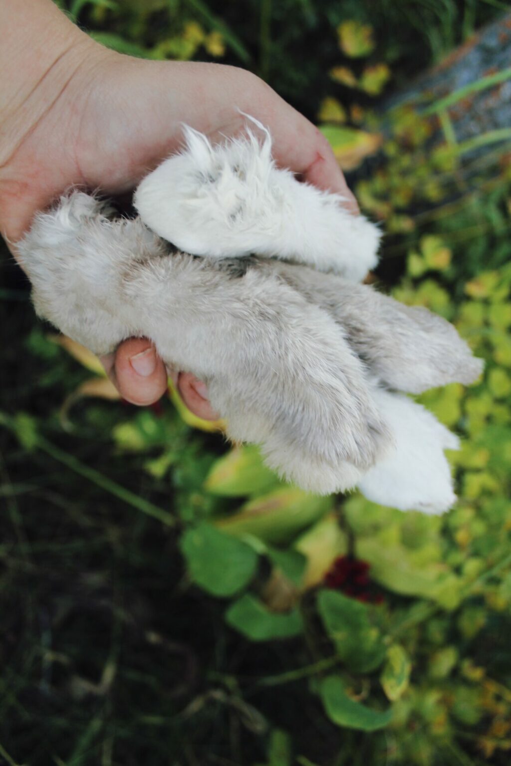 How To Preserve A Lucky Rabbit’s Foot • BC Outdoors Magazine