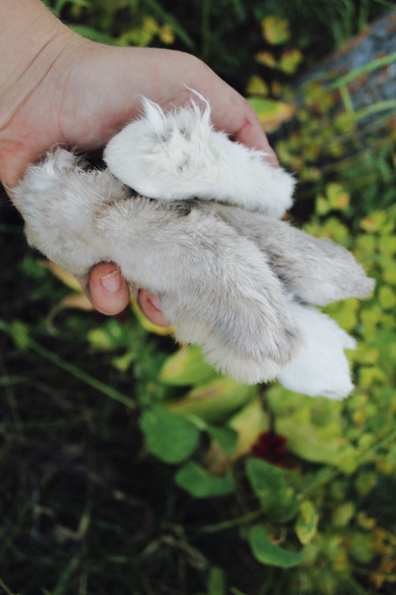 How To Preserve A Lucky Rabbit’s Foot. Credit: Raeanne O’Meara.