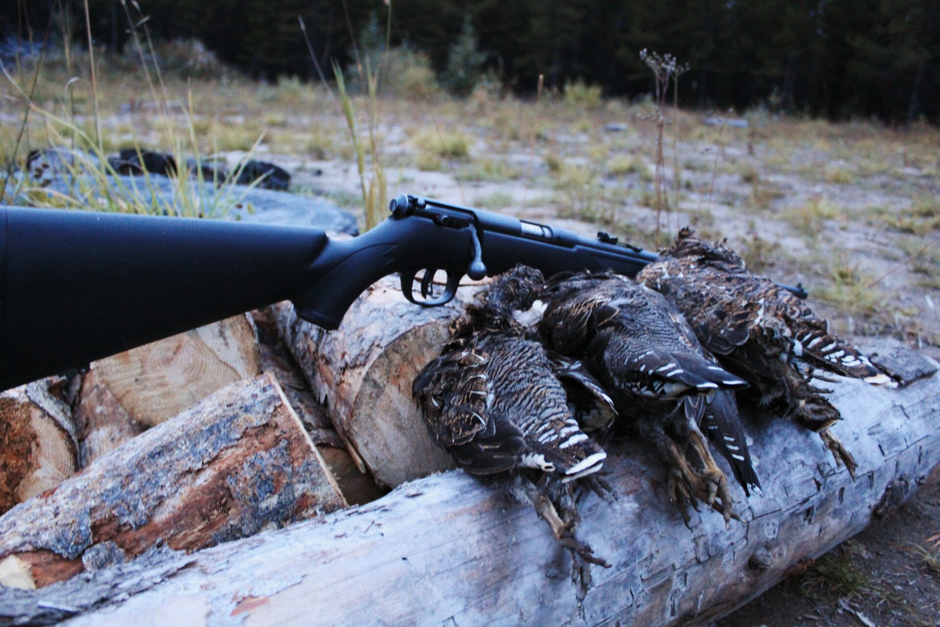 Hunting upland game birds.