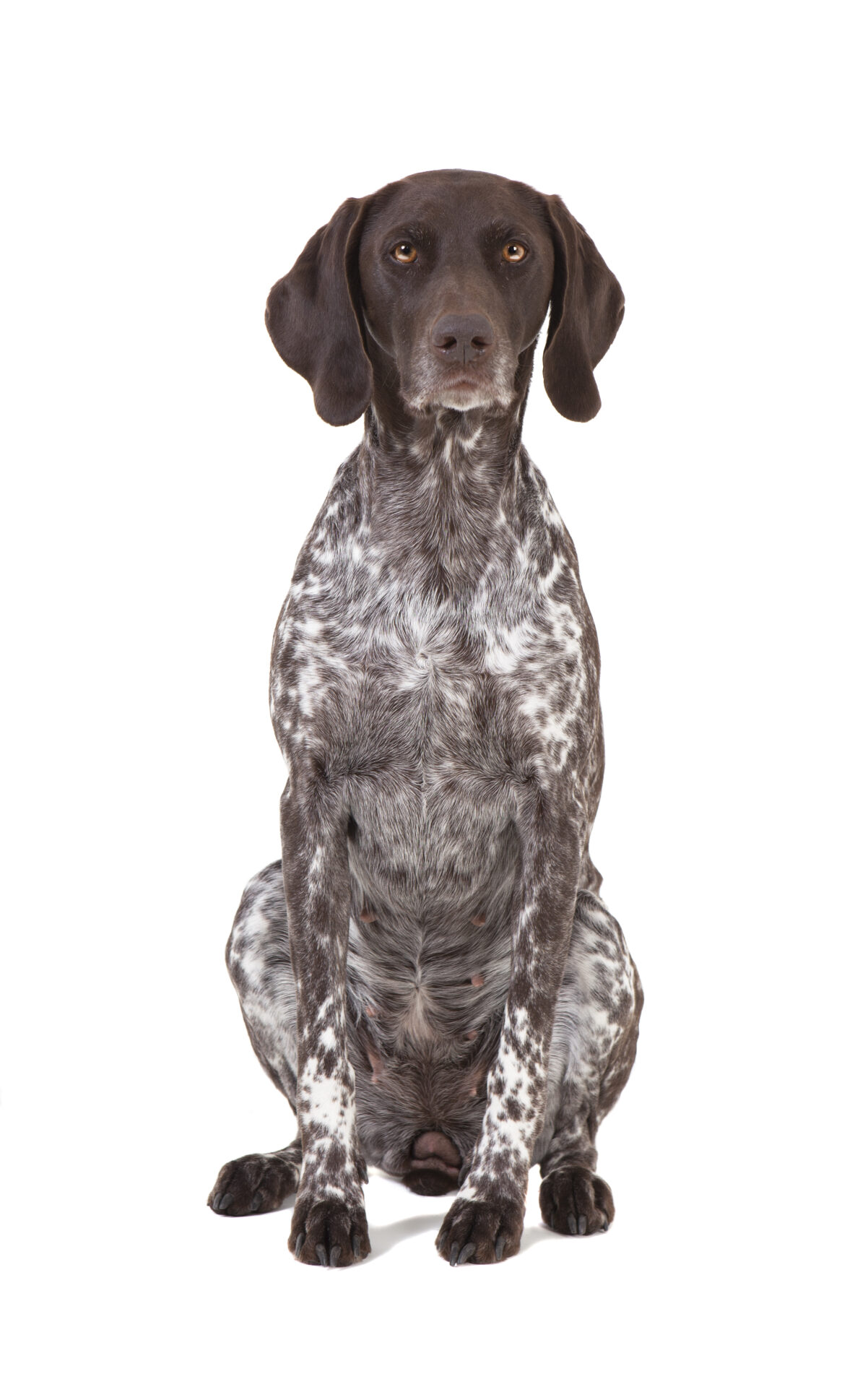 German Shorthaired Pointer.