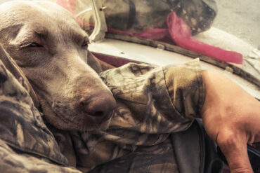 Hunting dog Weimaraner resting on his hunter owner hand after hunt during hunting concept dog and human friendship
