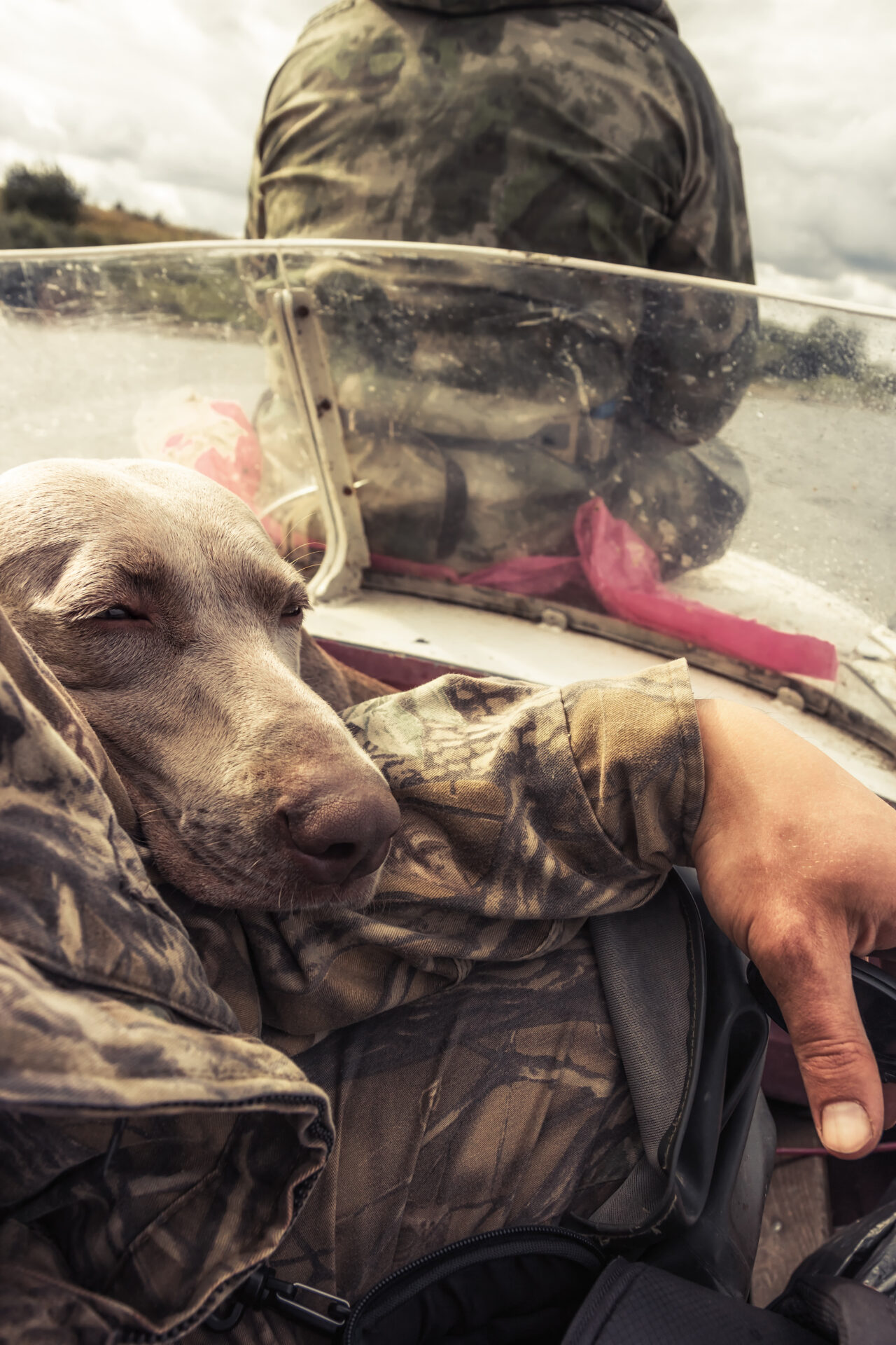 Hunting dog Weimaraner resting on his hunter owner hand after hunt during hunting  concept dog and human friendship