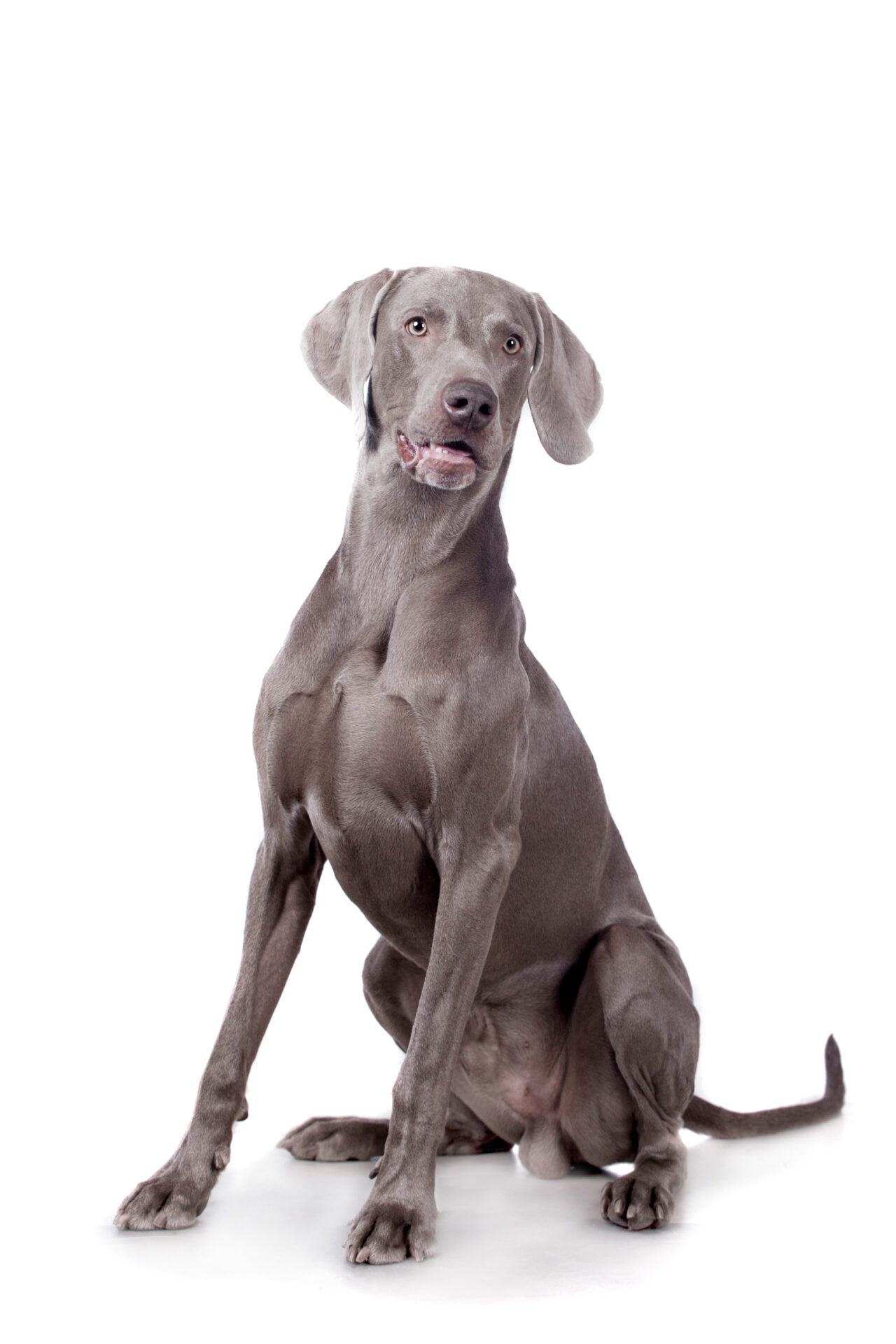 Weimaraner.