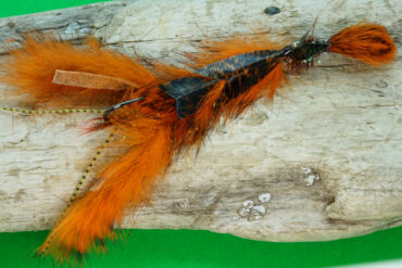 The BC Signal Crayfish.