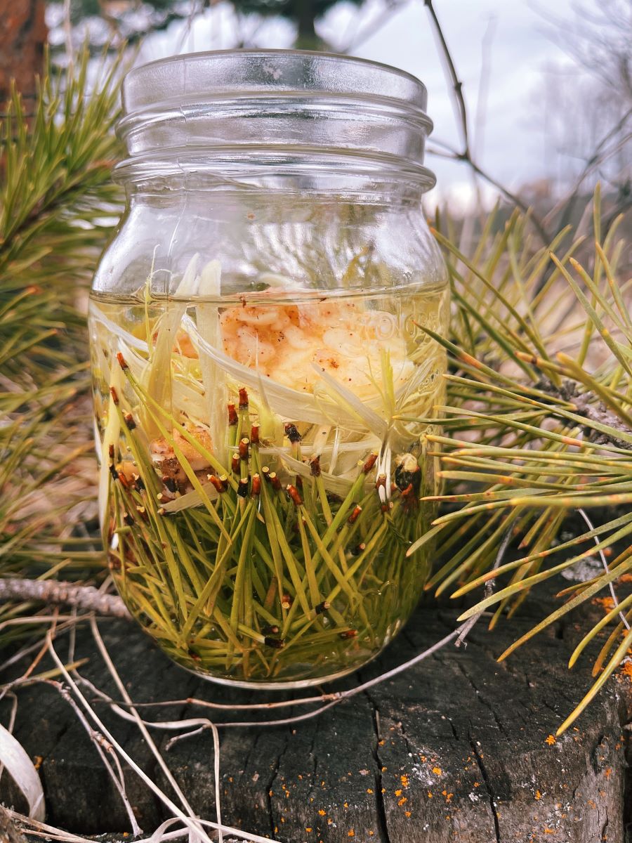 DIY Boreal Liniment • BC Outdoors Magazine