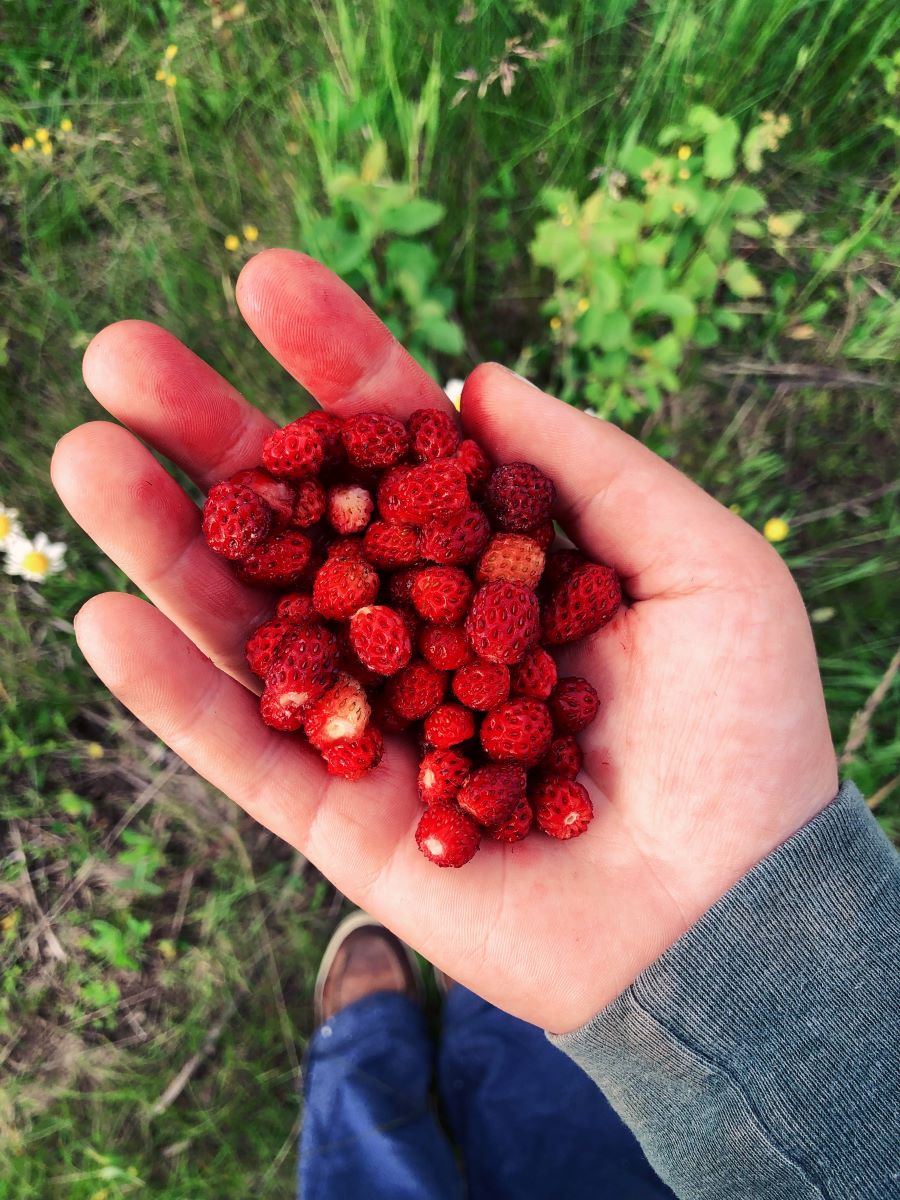 Wild Strawberries Forever • BC Outdoors Magazine