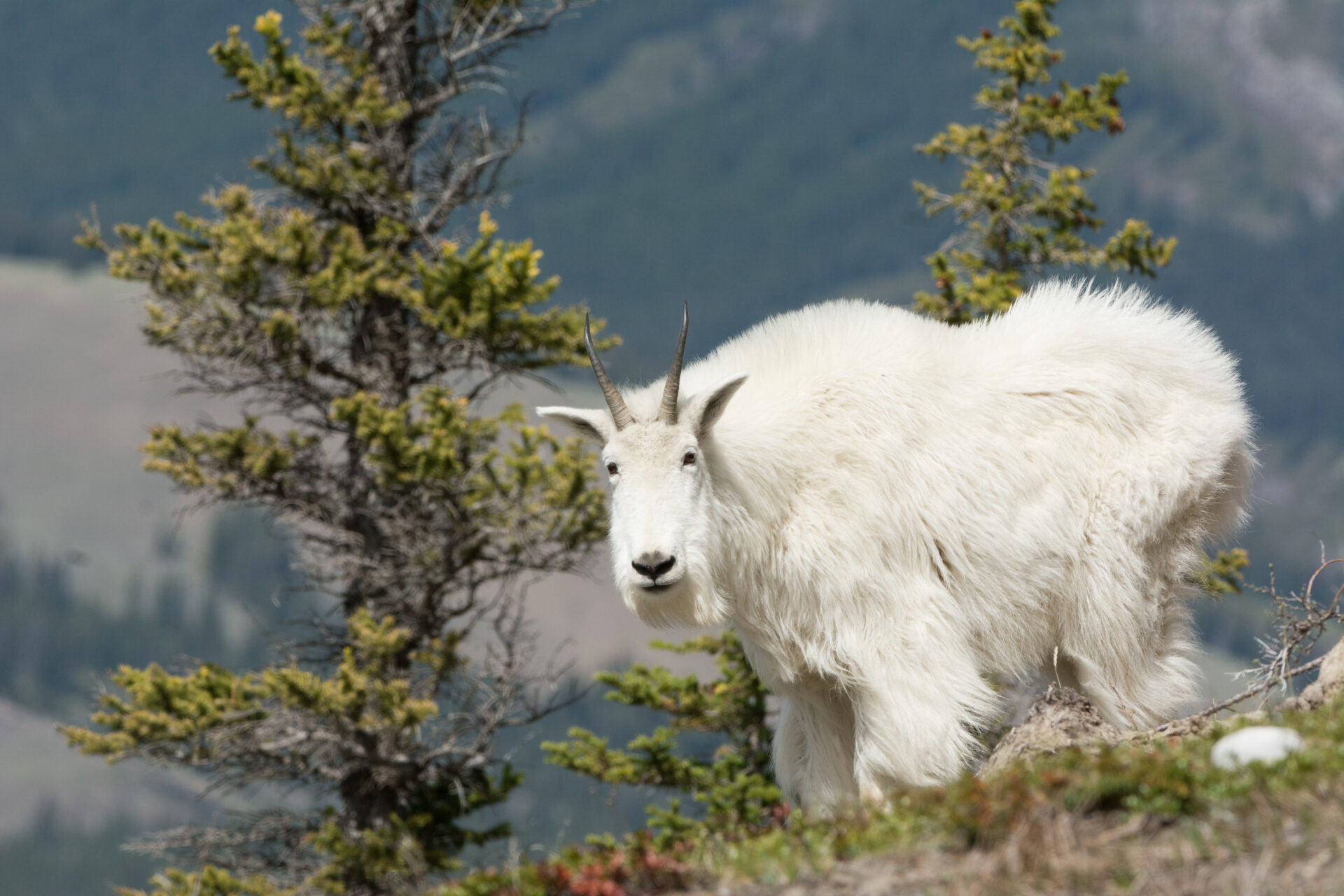 Nannies Versus Billies • BC Outdoors Magazine